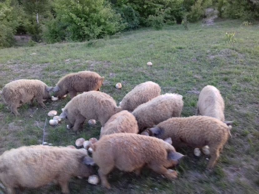  - Cazare ferma agroturistica pensiune cabana bran brasov rasnov Dino parc Moieciu dracula