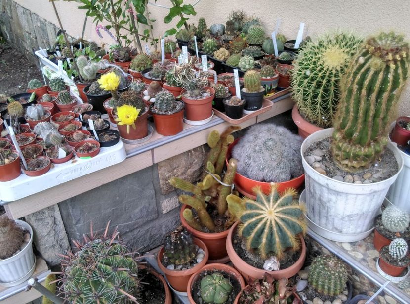  - Cactusi si suculente 2018