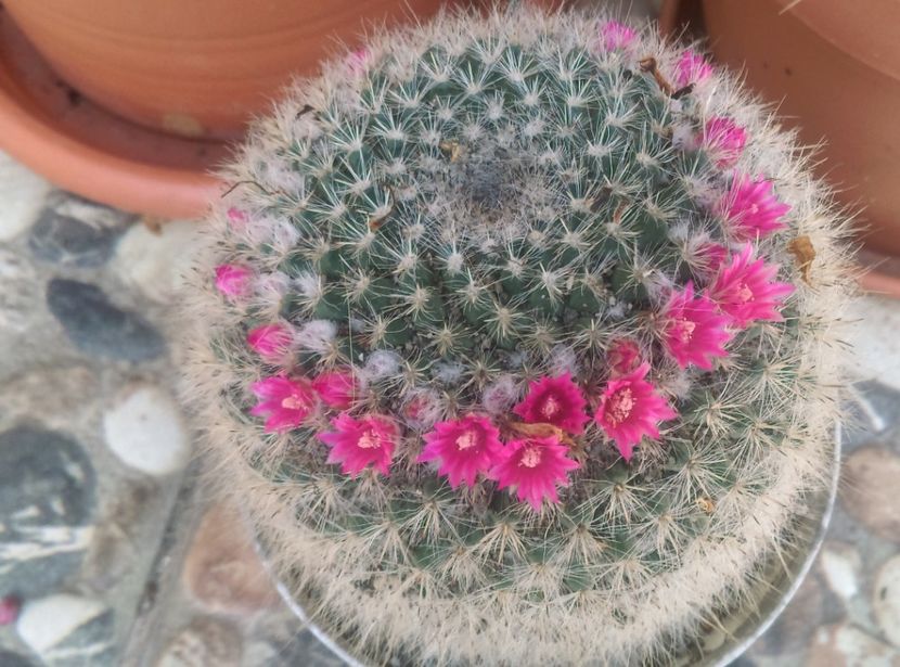  - Cactusi si suculente 2018