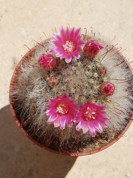  - Cactusi si plante suculente 2017-2018-2019