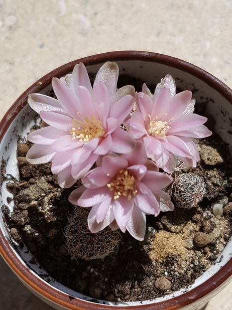  - Cactusi si plante suculente 2017-2018-2019