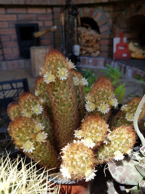  - Cactusi si plante suculente 2017-2018-2019