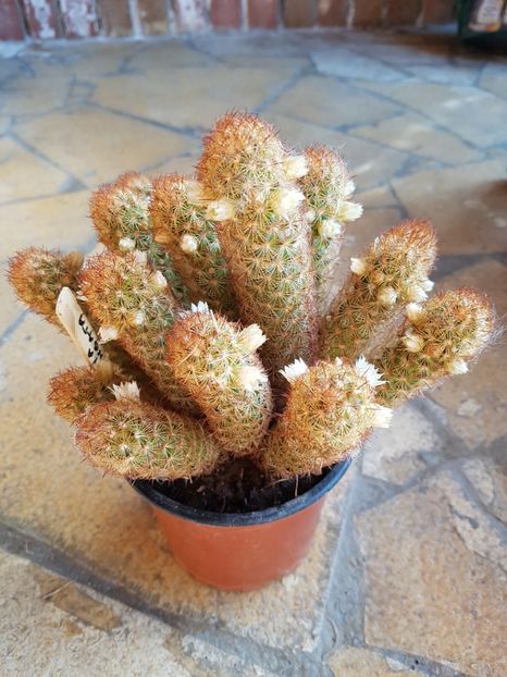 Mammillaria elongata - Cactusi si plante suculente 2017-2018-2019