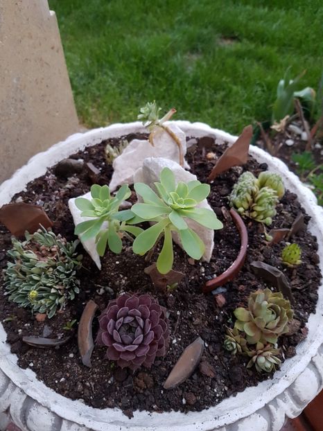 Sempervivum si sedum palmeri - Suculente de exterior 2018-2021