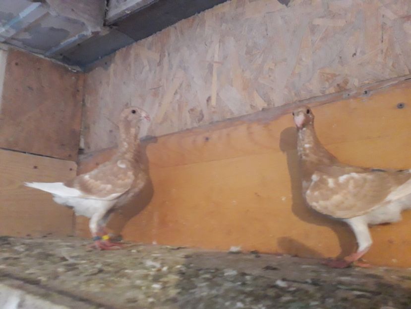  - Pui voiajori germani 2018