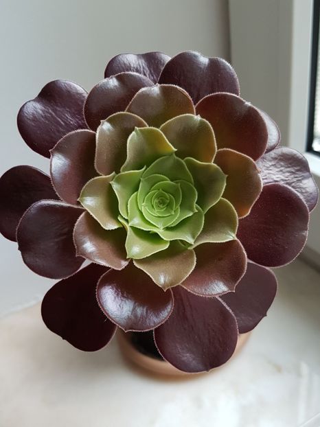 Aeonium velour - Aeonium