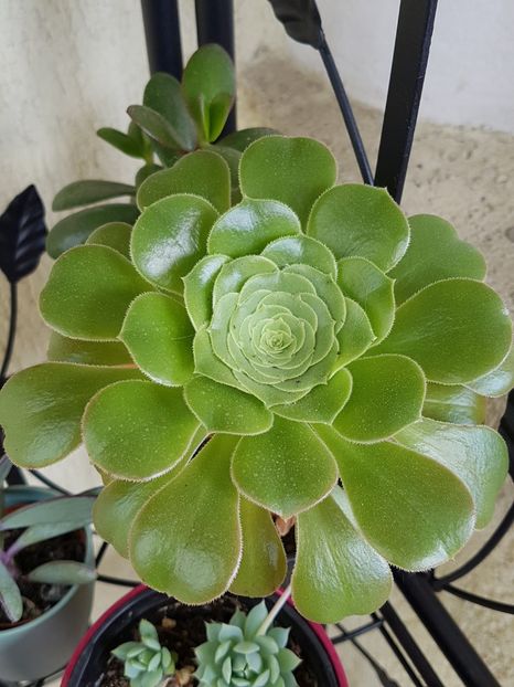 Aeonium arboreum - Aeonium