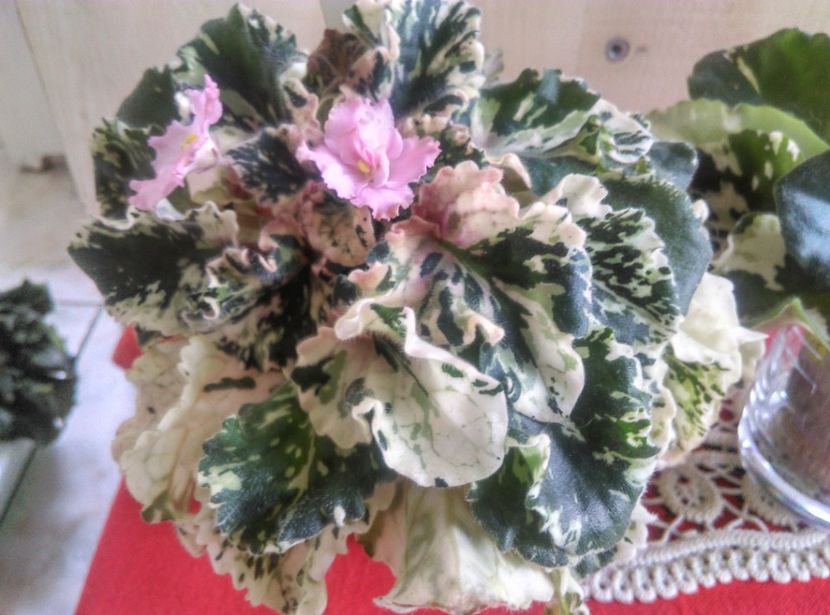  - Willodene de la Magda