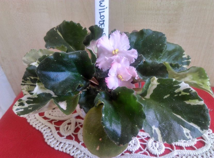  - Willodene de la Magda