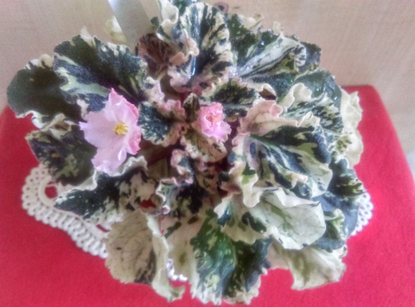  - Willodene de la Magda