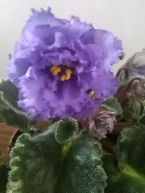 Le Marina - 1-A- Violete 2018