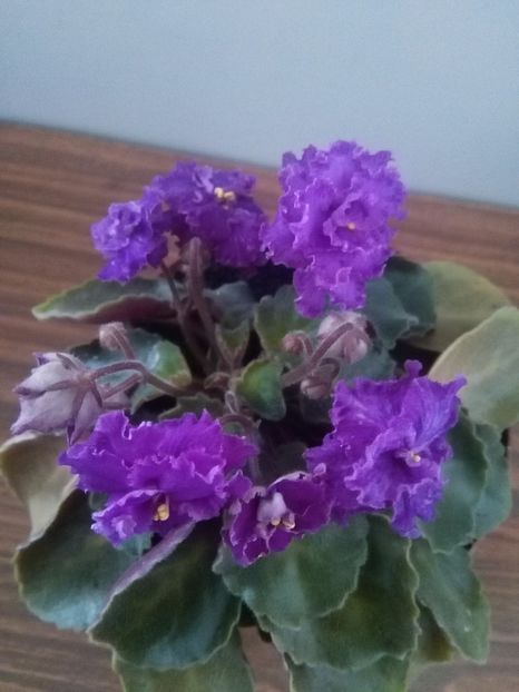  - 1-A- Violete 2018