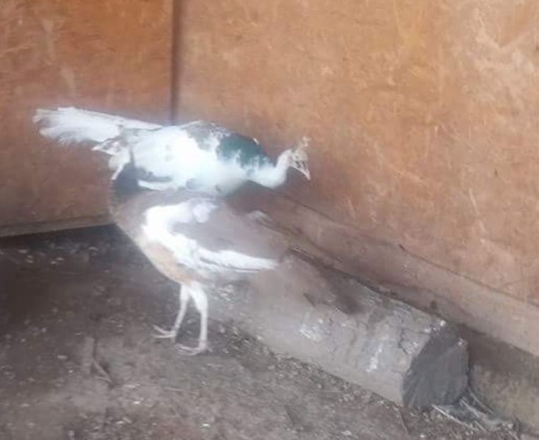 received_123786411814038 - P--Pauni Arlechin Purpura