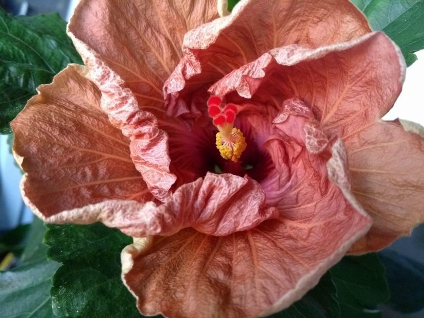  - Tahitian French Toast