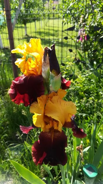 Glad Rags - Primavara a sosit