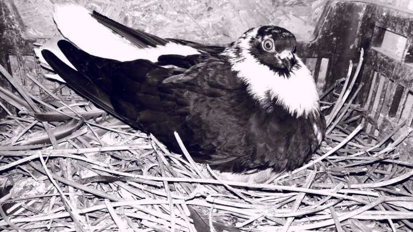  - 6-Negru Codalb Romanesc