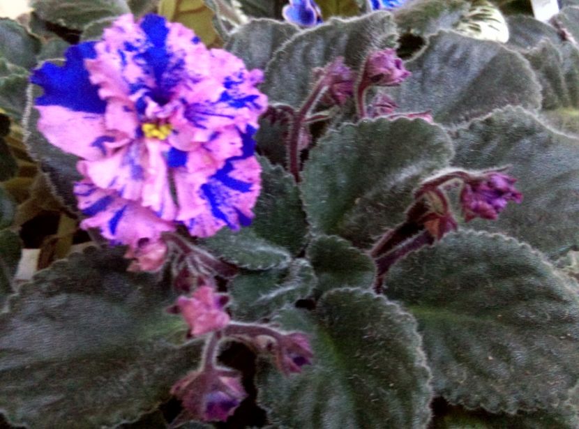  - Violete 2018