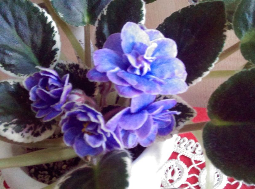  - Violete 2018