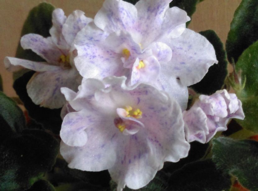  - Violete 2018