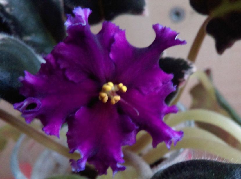  - Violete 2018