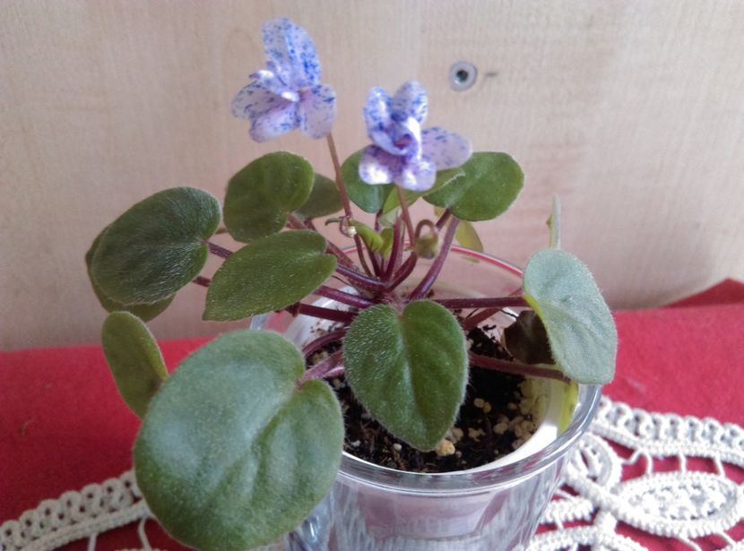  - Violete 2018