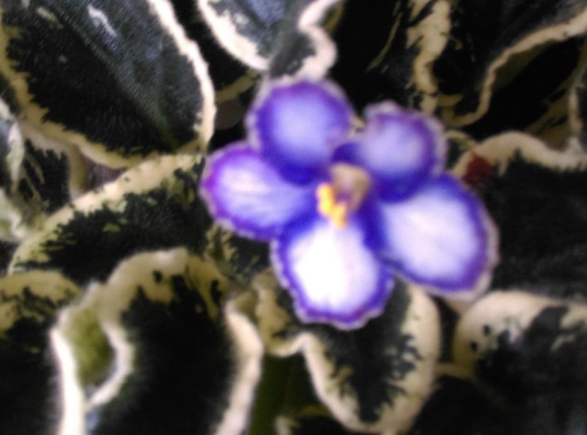  - Violete 2018
