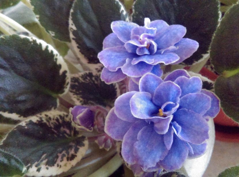  - Violete 2018