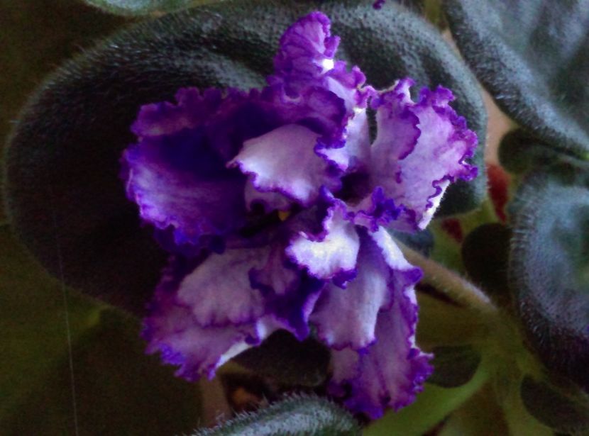  - Violete 2018