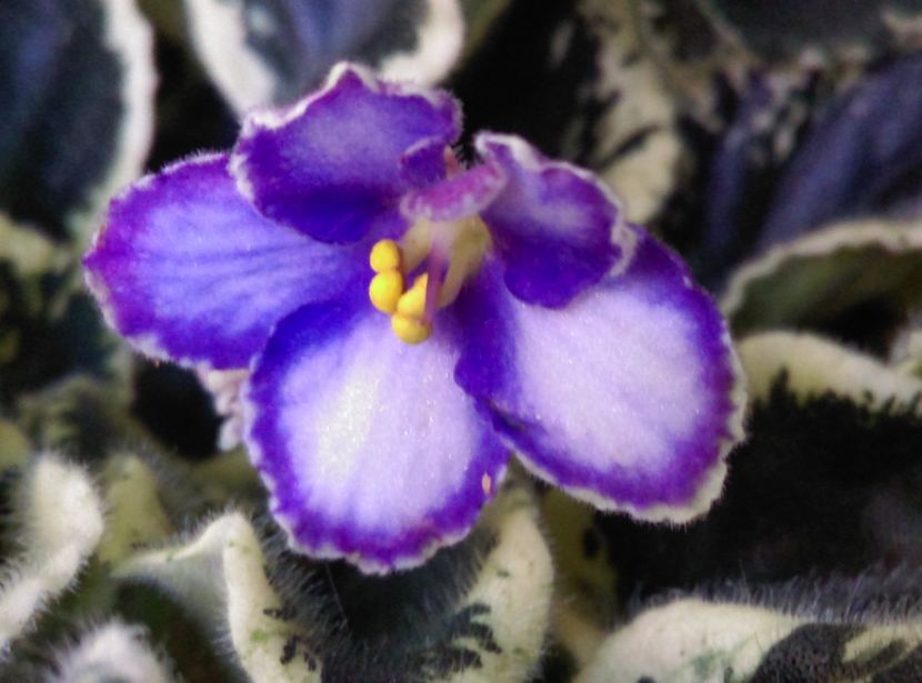  - Violete 2018