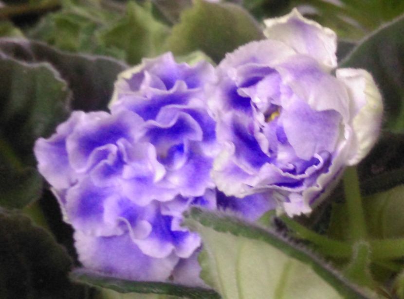  - Violete 2018