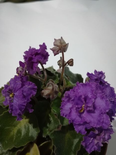  - 1-A- Violete 2018