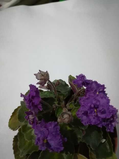  - 1-A- Violete 2018