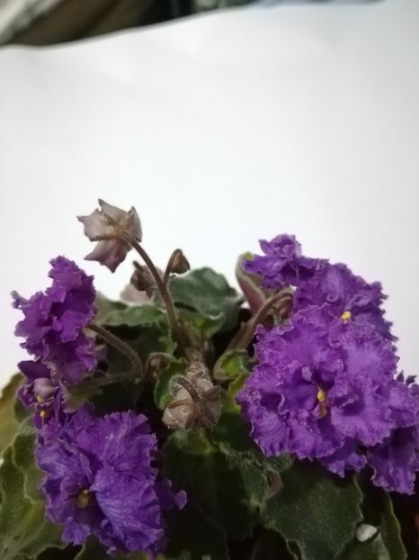  - 1-A- Violete 2018