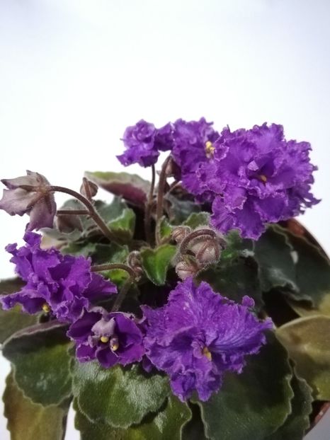  - 1-A- Violete 2018
