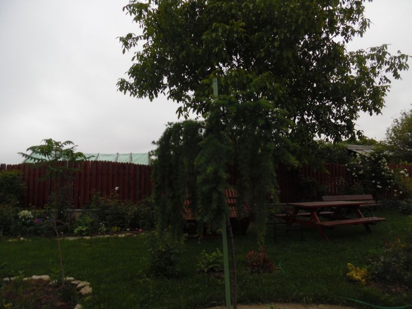  - Mai in gradina