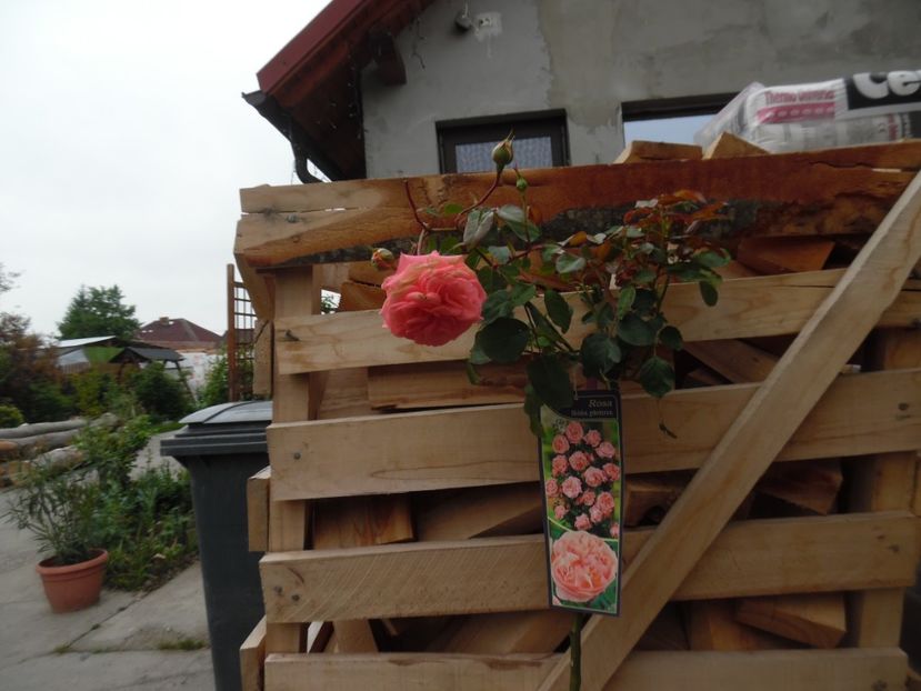  - Mai in gradina