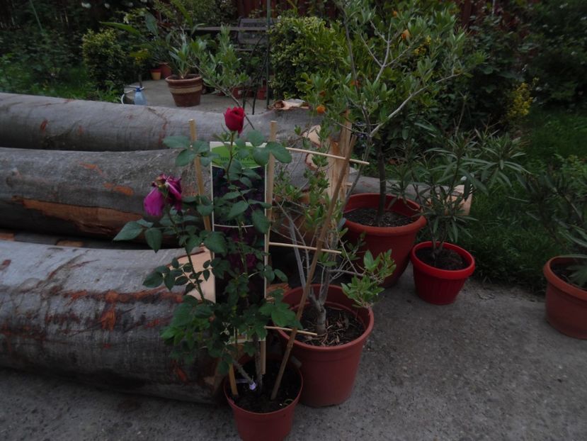  - Mai in gradina