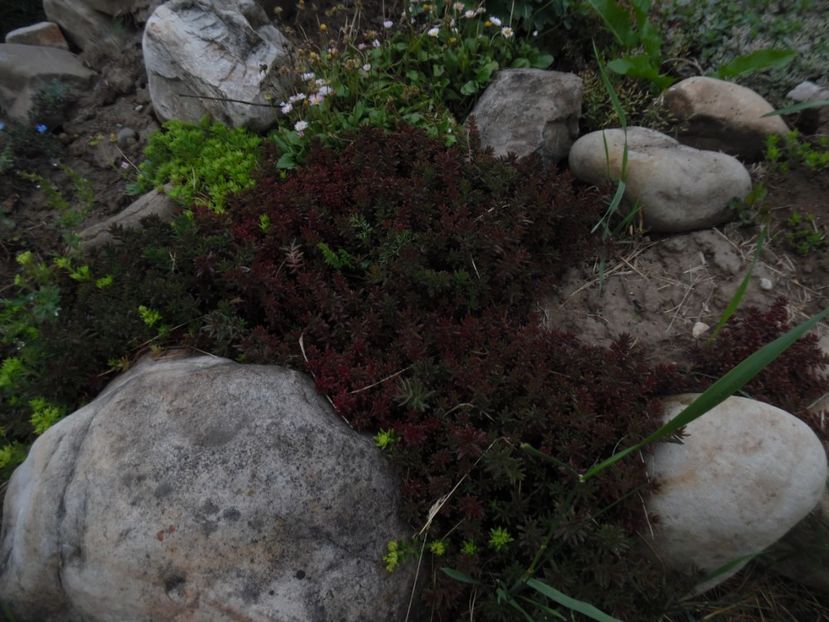  - Mai in gradina