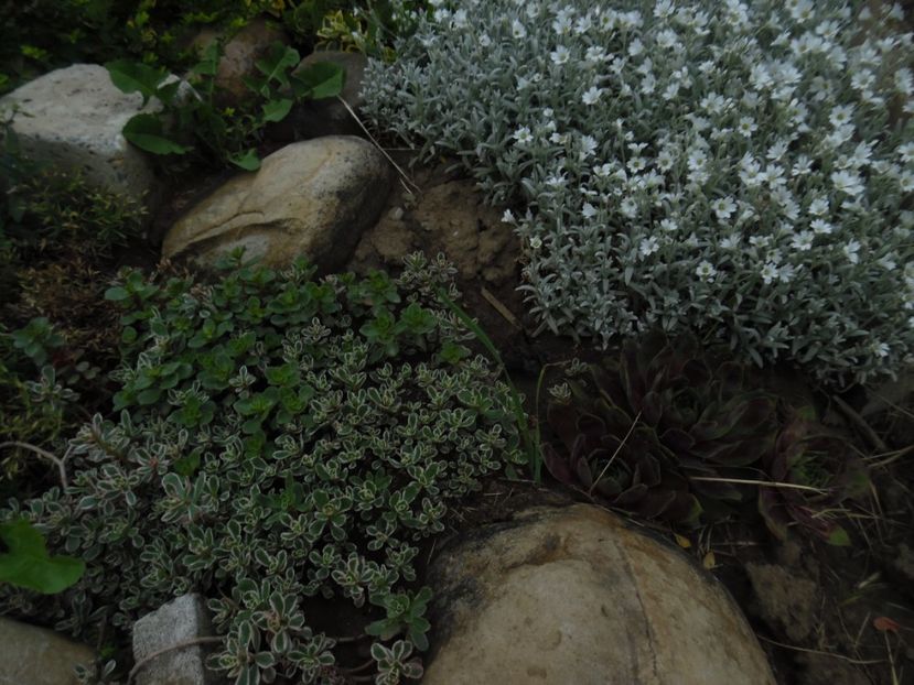  - Mai in gradina