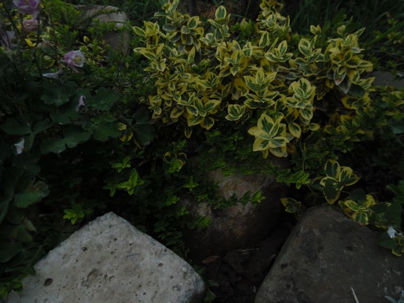  - Mai in gradina