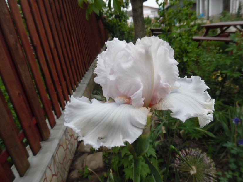  - Mai in gradina