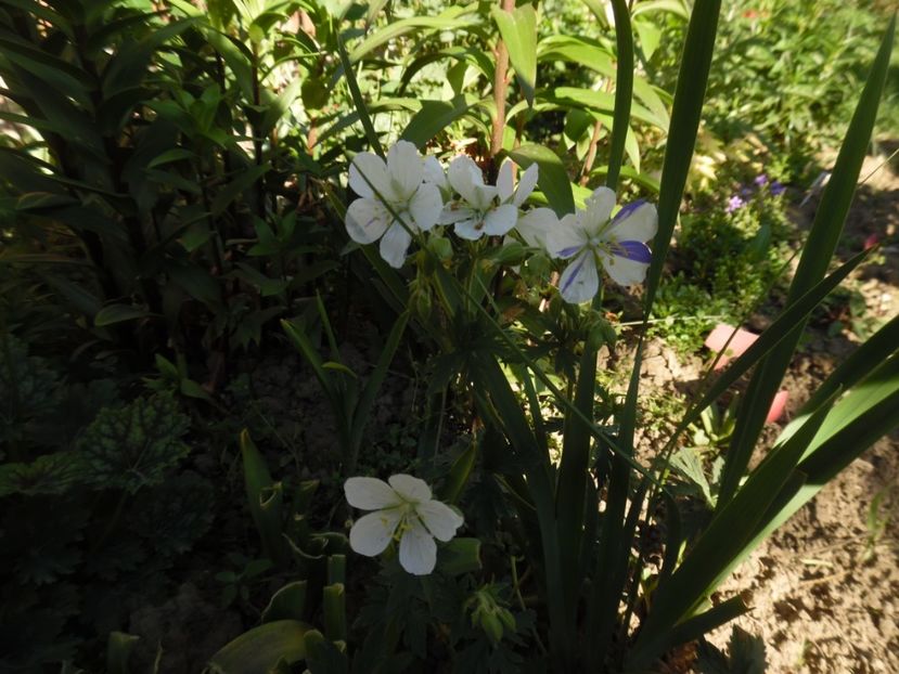  - Mai in gradina