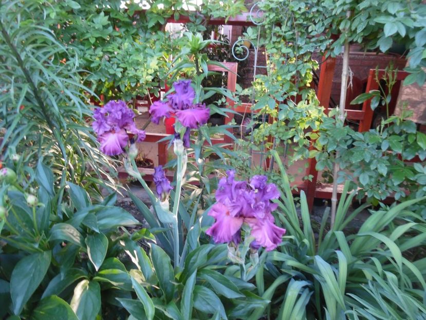  - Mai in gradina