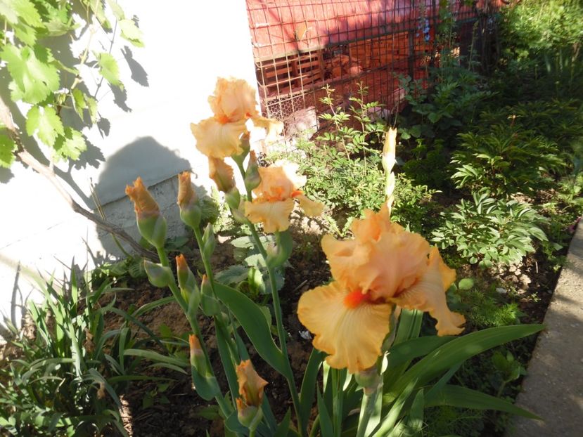  - Mai in gradina
