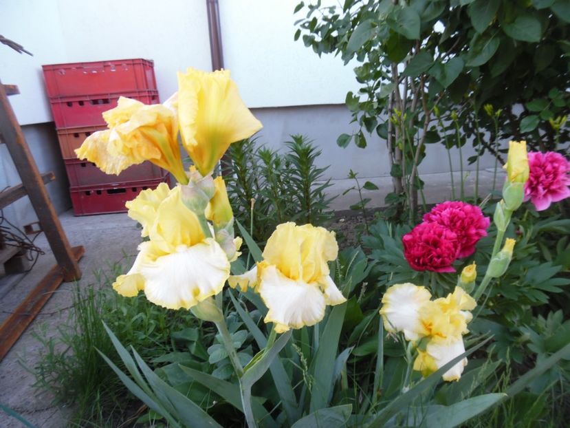  - Mai in gradina