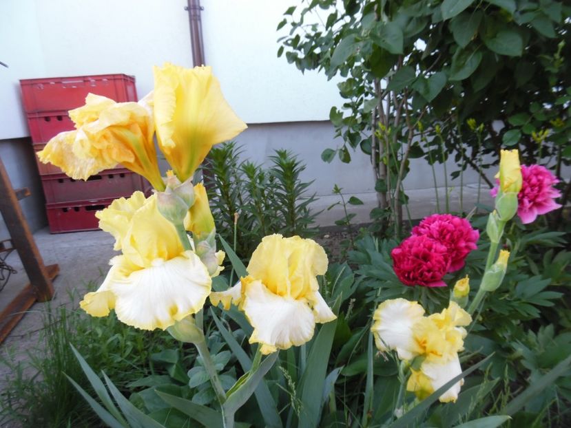 - Mai in gradina
