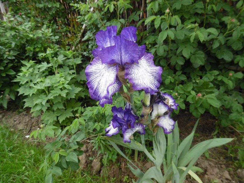  - Mai in gradina