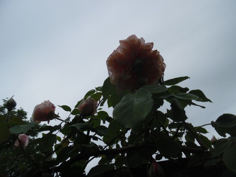  - Mai in gradina