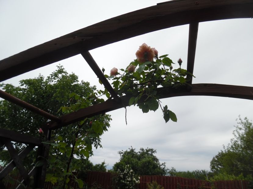  - Mai in gradina