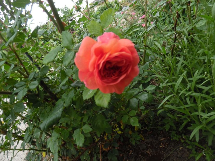  - Mai in gradina
